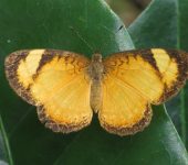 Tegosa claudina Tegosa claudina / Mariposa claudina / Claudina Crescent (Lepidoptera, Nymphalidae, Nymphalinae, Melitaeini). Fotografía: Sebastián Berrío
