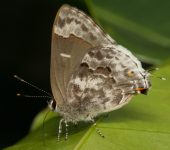 Strymon mulucha Strymon mulucha (Frotadora cenicienta) - Lepidoptera, Lycaenidae