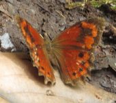 Lasiophila zapatoza sombra Lasiophila zapatoza sombra (Lepidoptera, Nymphalidae, Satyrinae, Satyrini). Fotografía: Sebastián Berrío