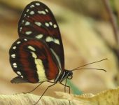 Megoleria susiana susana Megoleria susiana susana (Lepidoptera, Nymphalidae, Danainae, Ithomiini). Fotografía: Sebastián Berrío