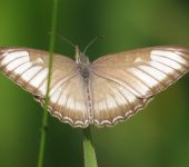 Mestra hersilia Mestra hersilia (Lepidoptera, Nymphalidae, Biblidinae, Biblidini). Fotografía: Sebastián Berrío