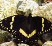 Papilio cacicus (Lepidoptera, Papilionidae, Papilioninae, Papilionini). Fotografía: Sebastián Berrío