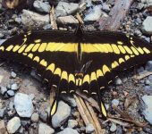 Heraclides thoas / Cometa gigante pálida / Thoas Swallowtail (Lepidoptera, Papilionidae, Papilioninae, Papilionini). Fotografía: Iván Solís Moreno