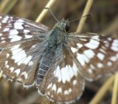 Burnsius adepta Burnsius adepta / Saltarina de manchas blancas / Colombian Checkered-skipper (Lepidoptera, Hesperiidae, Pyrginae, Pyrgini). Fotografía: Sebastián Berrío