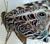 Smyrna blomfildia Smyrna blomfildia / Mariposa bonita / Blomfild's Beauty (Lepidoptera, Nymphalidae, Nymphalinae, Nymphalini). Fotografía: Jorge Cano