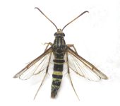 Sesiidae sp. Fotografía: Sebastián Berrío