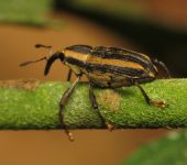 Ambates sp. (Coleoptera: Curculionidae: Baridinae). 📷: Sebastián Berrío