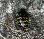 Erotylus taeniatus Erotylus sp. (Coleoptera: Erotylidae: Erotylinae). 📷: Jorge Cano