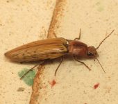 Elateridae