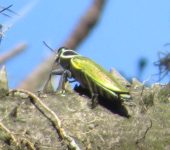Buprestidae