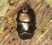 Histeridae