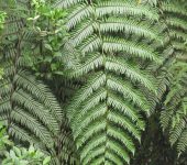 Monilophyta Monilophyta (Helechos)