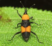 Rhodobaenus cf. augustinus (Coleoptera: Curculionidae: Dryophthorinae). 📷: Jorge Cano
