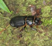 Passalidae