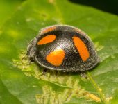 Coccinellidae