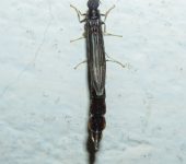 Lymexylidae