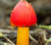 Agaricomycetes Hygrocybe sp. (Agaricomycetes)