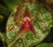 Monocotyledoneae Monocotyledoneae (Lepanthes trinaria)
