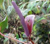 Anthurium sp. (Alismatales)