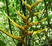 Heliconia sp. (Zingiberales)