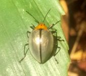 Erotylidae
