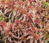Sphagnum sp. (Sphagnopsida: Sphagnales: Sphagnaceae)