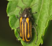 Melyridae