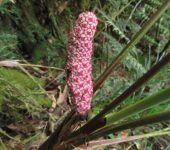 Sphaeradenia sp. (Pandanales)