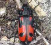 Astylus rubripennis (Coleoptera: Melyridae: Melyrinae). 📷: Jorge Cano