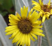 Eudicotyledoneae Espeletia sp. (Eudicotyledoneae)