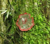 Arthoniomycetes Herpothallon sp. (Arthoniomycetes)