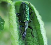 Agra sp. (Coleoptera: Carabidae: Lebiinae) 📷: Sebastián Berrío