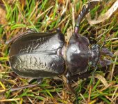 Lucanidae