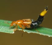 Nordus solitarius (Coleoptera, Staphylinidae)