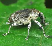 Curculionidae