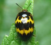 Iphiclus delineatus Iphiclus delineatus (Coleoptera, Erotylidae) - Escarabajo de los hongos delineado