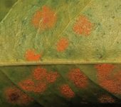 Pucciniomycetes Hemileia vastatrix (Pucciniomycetes)