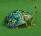 Chrysomelidae