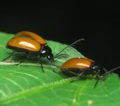 Ptilodactyla rufipennis (Insecta, Coleoptera, Ptilodactylidae)