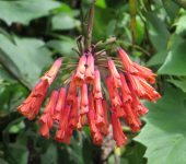 Bomarea sp. (Liliales)