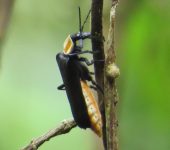 Cantharidae