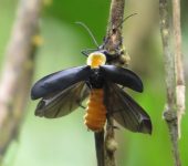 Chauliognathus luctuosus Chauliognathus luctuosus (Coleoptera: Cantharidae: Chauliognathinae). 📷: Sebastián Berrío
