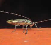Cerambycidae