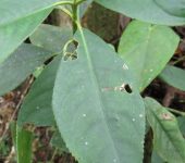 Chloranthales Hedyosmum sp. (Chloranthales)