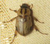 Scarabaeidae