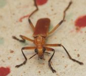 Chauliognathus sp. 1 Chauliognathus sp. (Coleoptera: Cantharidae: Chauliognathinae). 📷: Sebastián Berrío