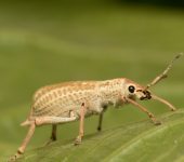 Compsus sp. (Coleoptera: Curculionidae: Entiminae). 📷: Jorge Cano