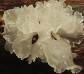 Tremellomycetes Tremella sp. (Tremellomycetes)