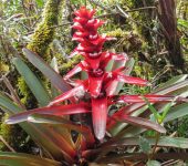 Guzmania sp. (Poales)