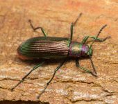 Tenebrionidae